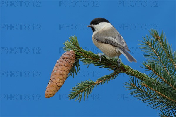 Marsh tit