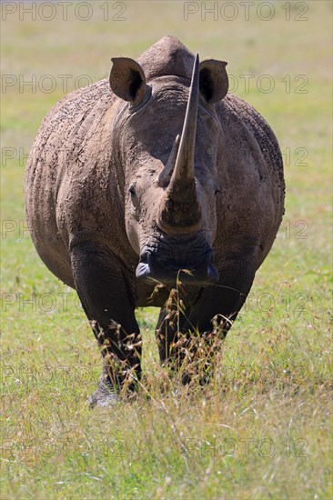 White rhinoceros