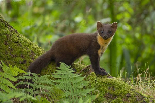 European pine marten