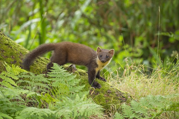 European pine marten