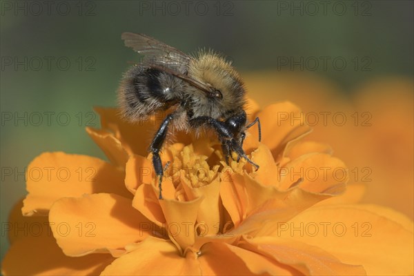 Common Carder-bee