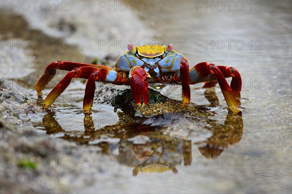 Red rock crab