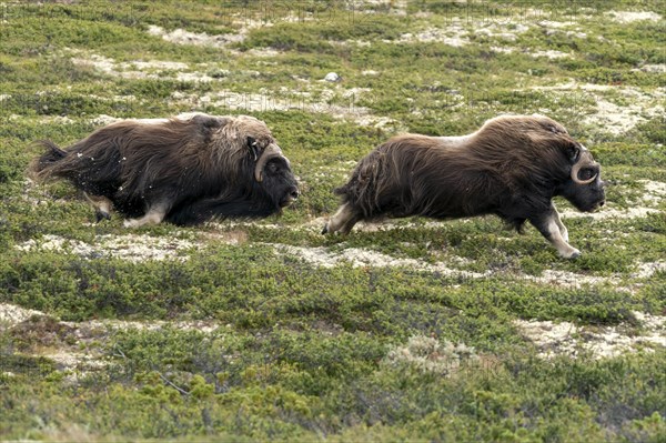 Two muskoxen