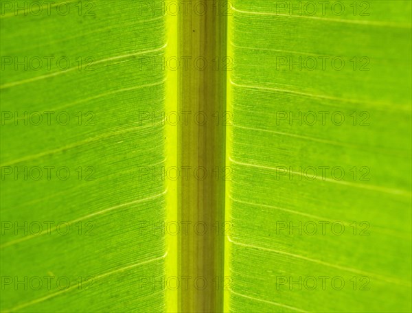 Leaf with thick leaf vein in backlight
