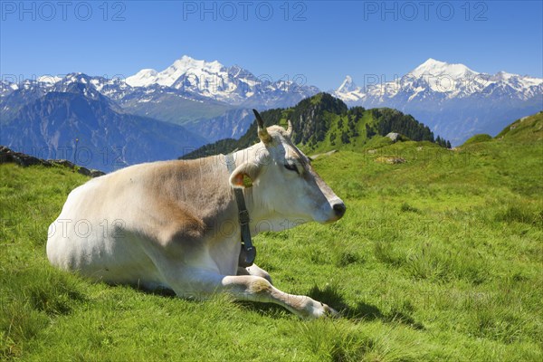Swiss Alps