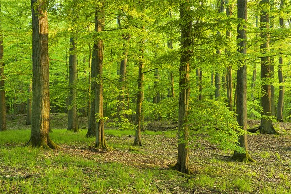 Mixed deciduous forest