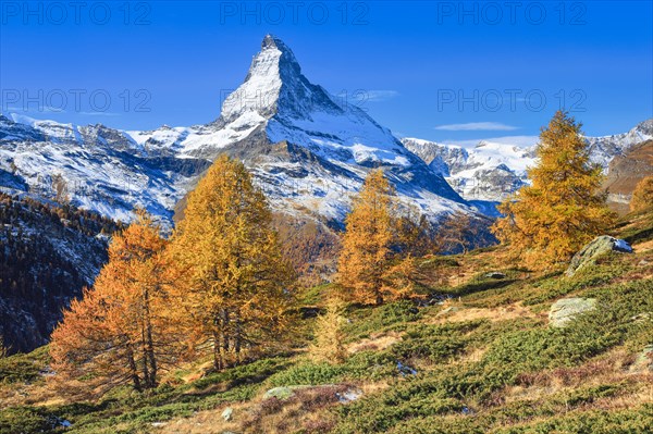 Matterhorn and larch