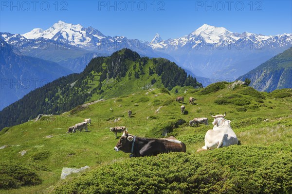 Swiss Alps