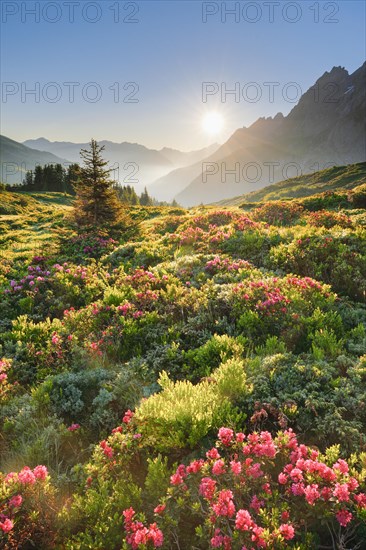 Sunrise Chalberboden