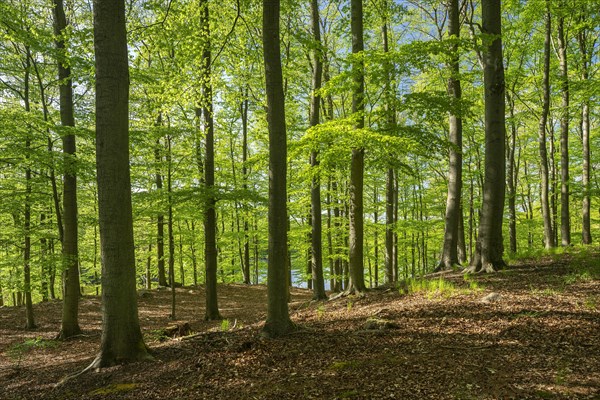 Beech forest