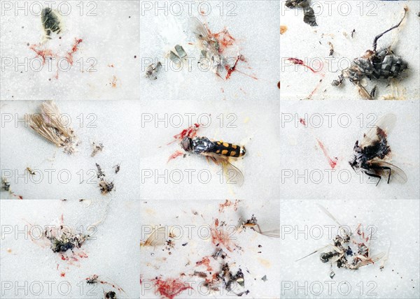 Insect mortality due to road traffic
