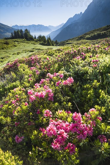 Chalberboden near Grosse Scheidegg