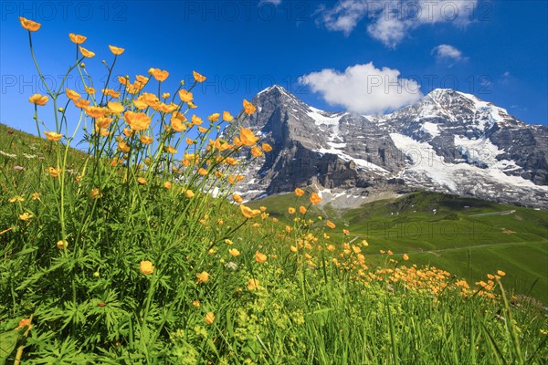 Eiger and Moench with buttercup