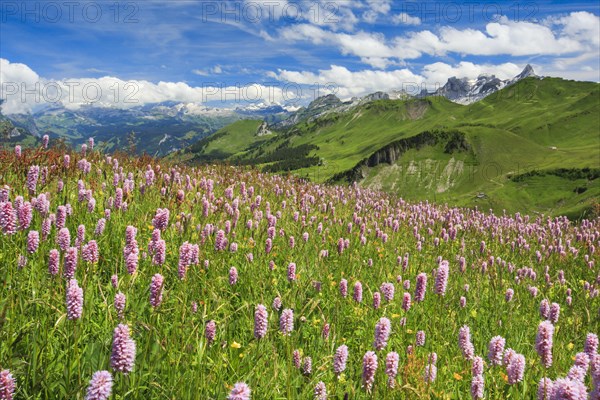 Swiss Alps with blooming snake's knotweed