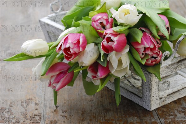 Ostrich tulips