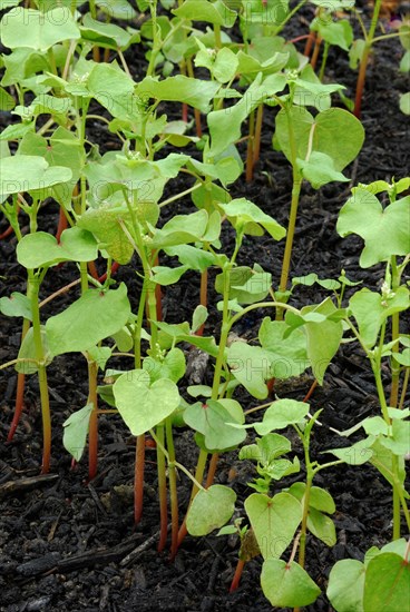 Buckwheat