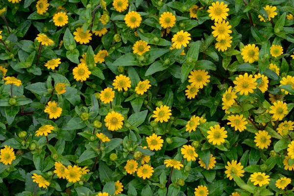 Creeping Zinnia
