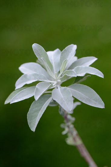Indian smoking sage