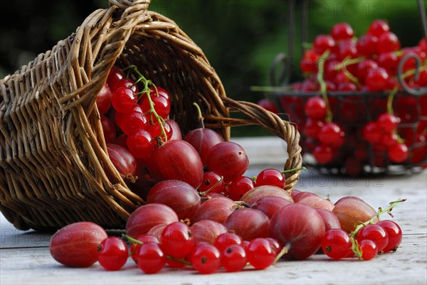 Basket with Gooseberriesand Redcurrants