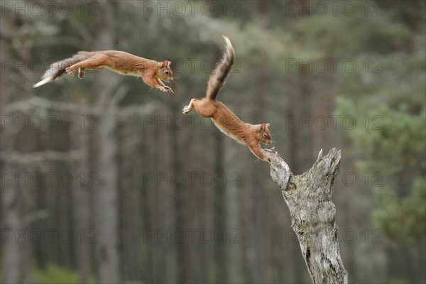 Red Squirrel