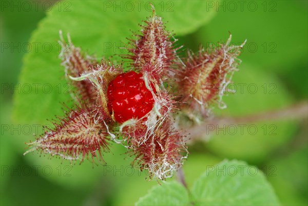 Japanese Wineberry