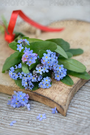 Forget-Me-Not