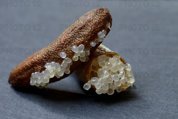 Australian finger lime