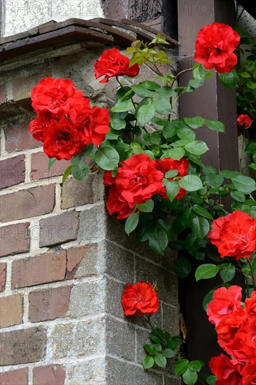 Climbing Rose