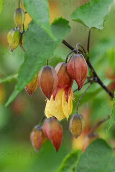 Abutilon varieties