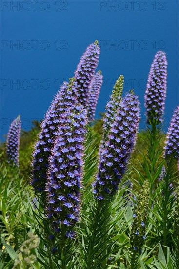 Pride of Madeira