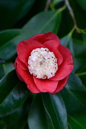 Japanese camellia