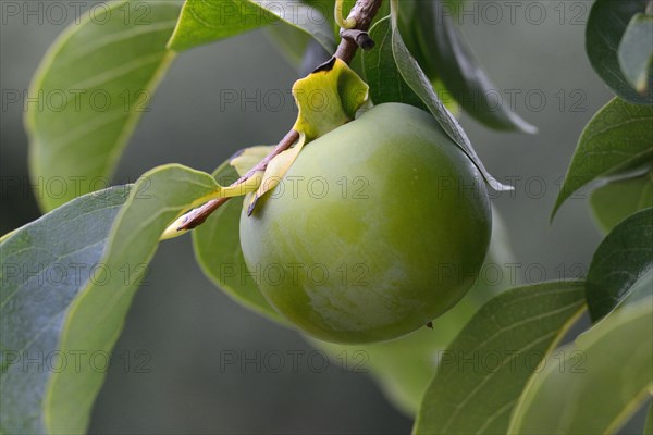 Persimmon