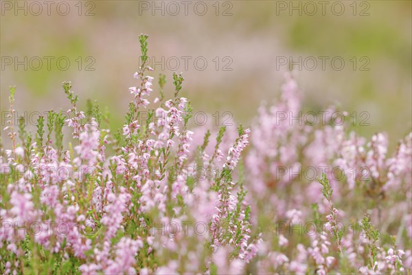 Heather