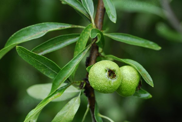 Willow Pear