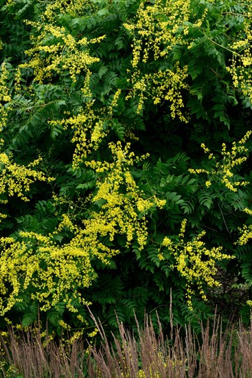 Rispy blister tree