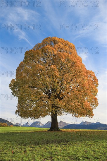 Lime tree in autumn