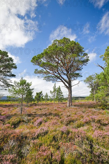 Scots pine