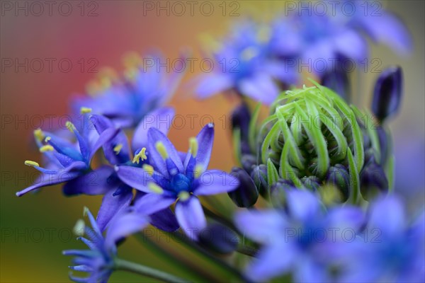 Peruvian Blue Star