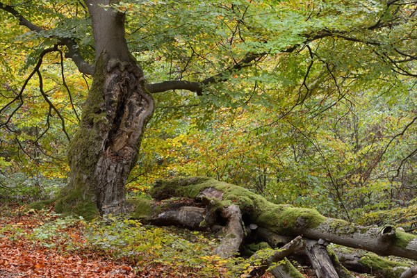 Old hute beech