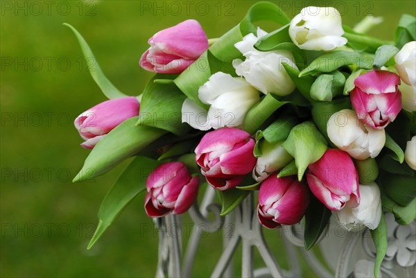 Ostrich tulips