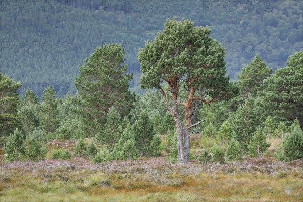 Scots pine