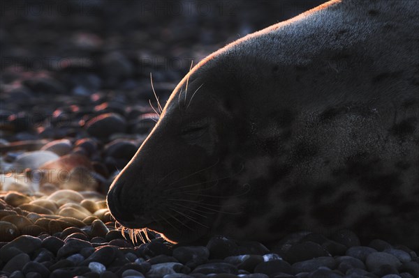 Grey seal