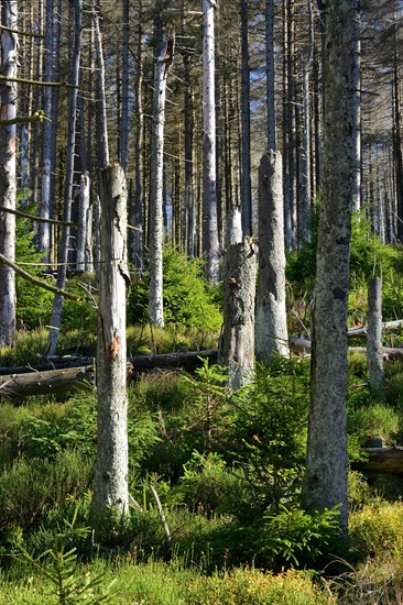 Young spruce and deadwood