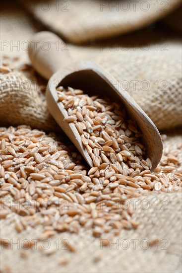 Dinkel wheat