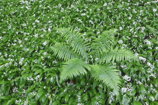 Fern and wild garlic