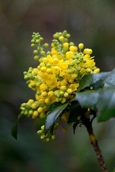 Oregon-grape