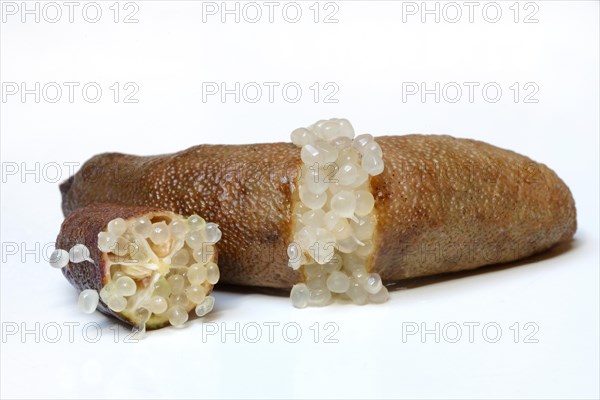 Australian finger lime