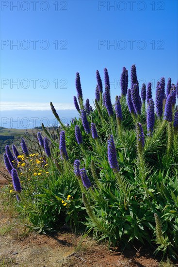 Pride of Madeira