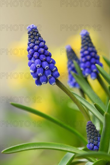 Grape hyacinth