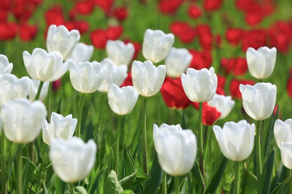 Tulip